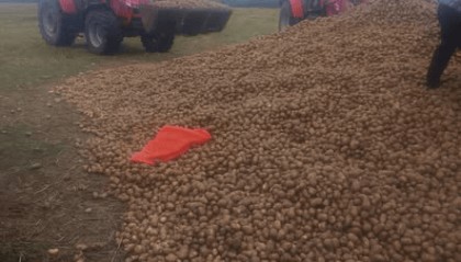 波兰68岁农民收获的150吨土豆被一夜搬空， 只因帖子遭篡改