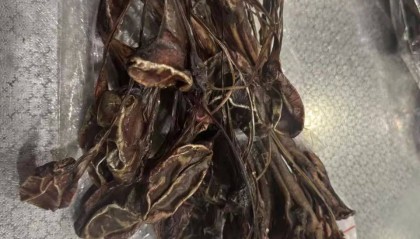 深圳海关查获15.5公斤风干狗鞭，已作退运处理
