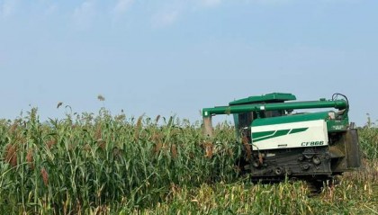 四川梓潼：荒山荒坡高粱熟 农户增收笑开颜