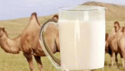哪个地方产的骆驼奶最好？正宗的驼奶在哪里买？