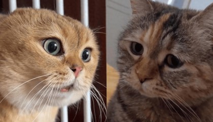 日本猫meme爆火,越南厂商进军猫meme手游,盘点猫meme极品素材