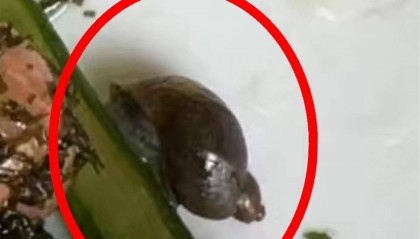 上海一学校食堂被指“食材过期、调料发霉、菜中吃出蜗牛”，家长称76名学生肠胃不适，官方回应