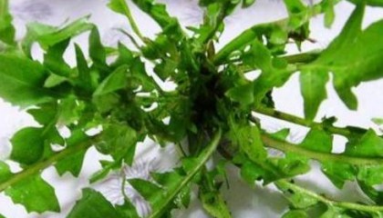 地里的这些野菜不仅好吃，还有这么大的药用价值，你知道吗？