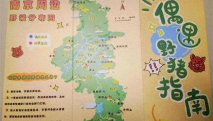 南京野猪撞高铁：当地每平方公里野猪超4头，事发当天曾有1头闯进酒店