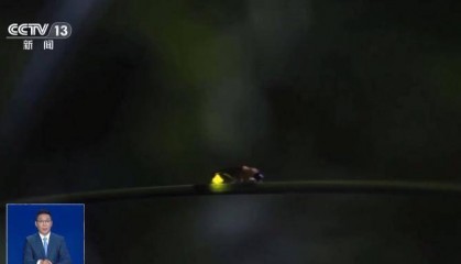 网传萤火虫濒临灭绝，是真的吗？