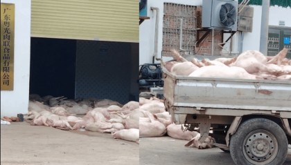 “死猪拉回来加工”，广东一肉联食品公司疑出现大量死猪，当地：已介入调查，暂未流入市场
