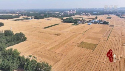 新华社关注山东冠县：80余万亩小麦开镰收割