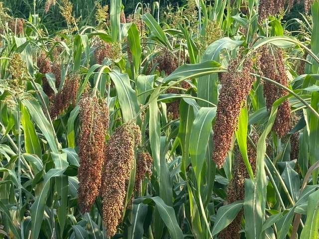 四川梓潼：荒山荒坡高粱熟 农户增收笑开颜