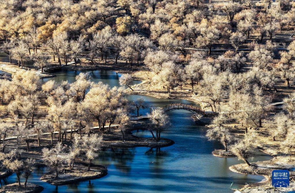 额济纳：晚秋胡杨美